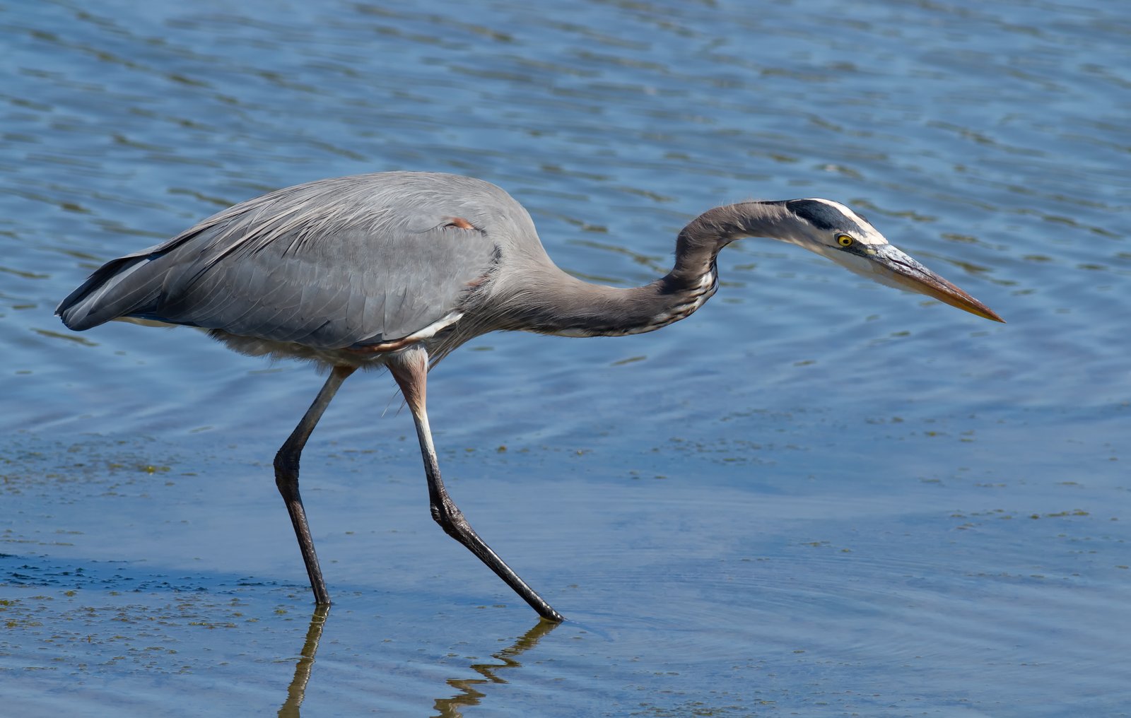GENERIC: a great blue heron hunting in shallow water (herons are regulars at Willband Creek; photo taken in California)