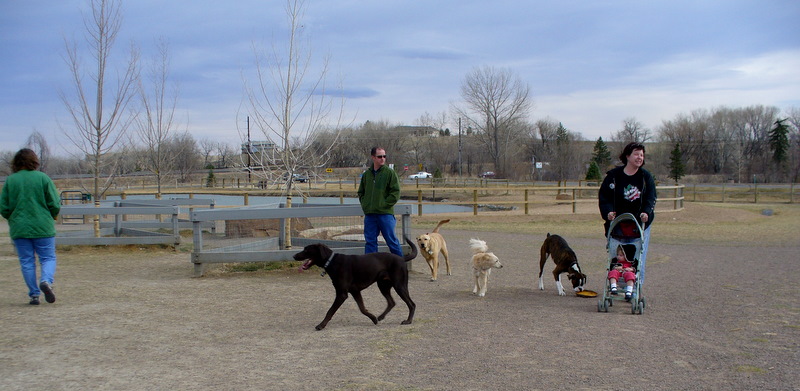 Dogs playing together inside a fenced off-leash dog park.