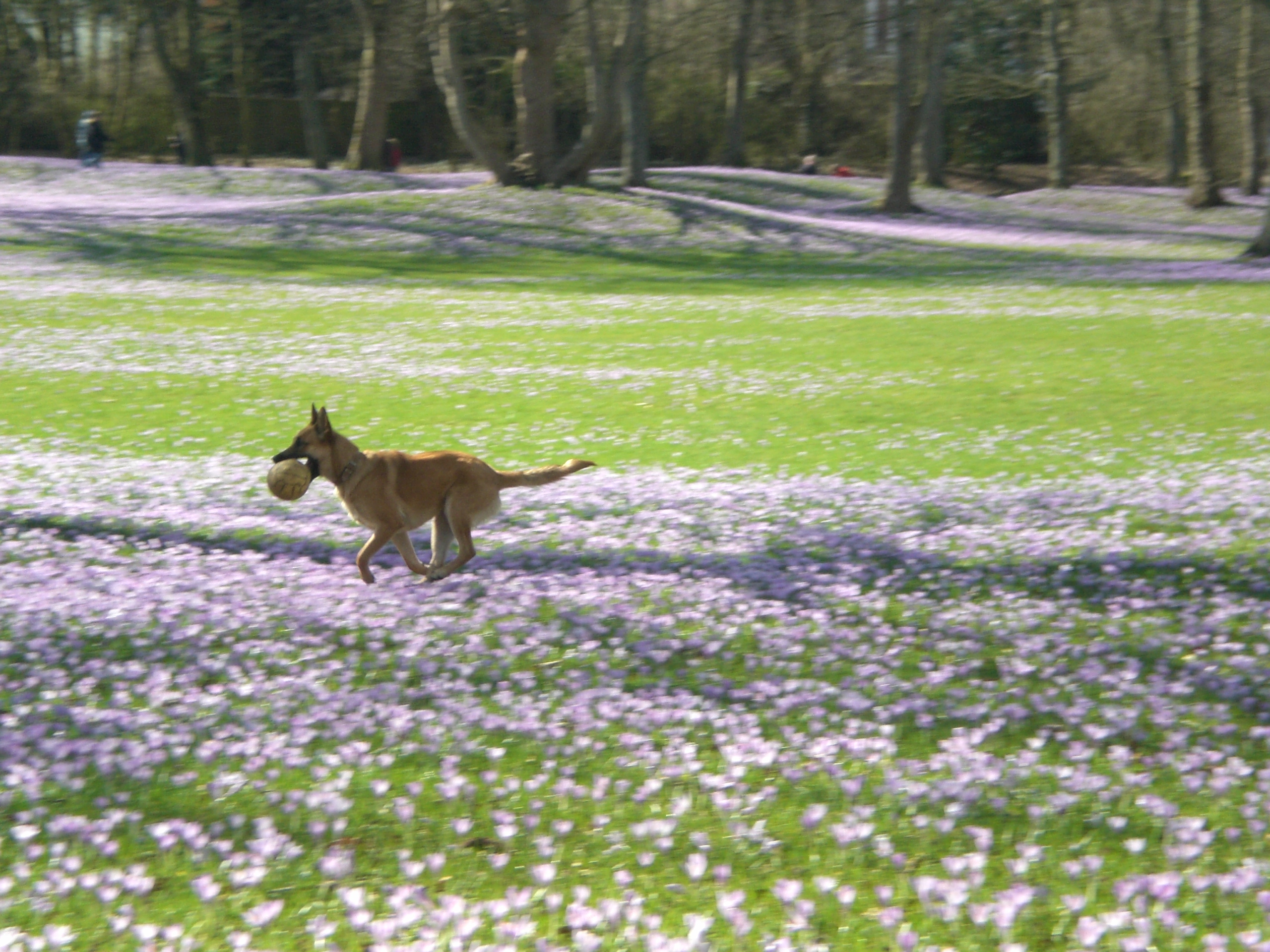 A dog playing with a ball in a grassy park.