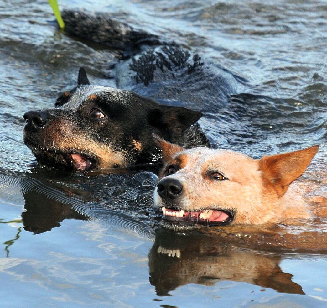 Two Australian cattle dogs swimming in a lake.