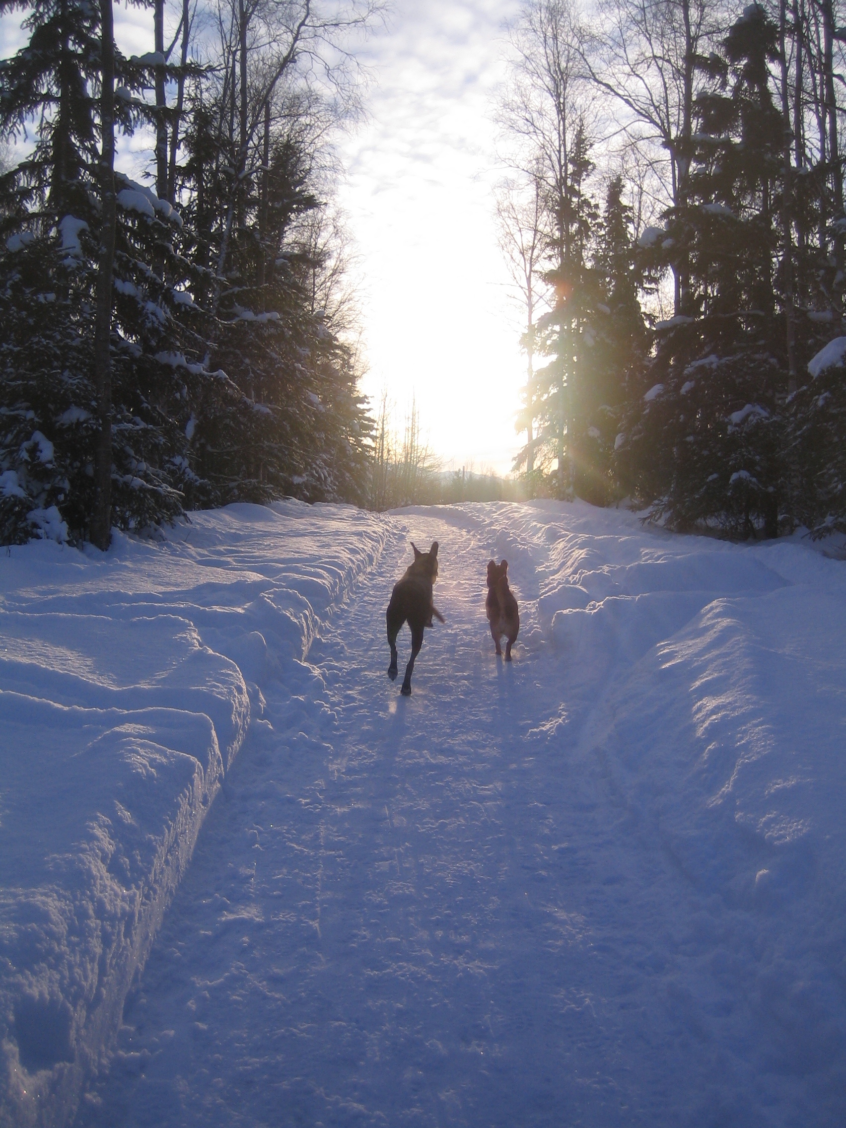 Two dogs running across a grassy park toward a sunset glow.