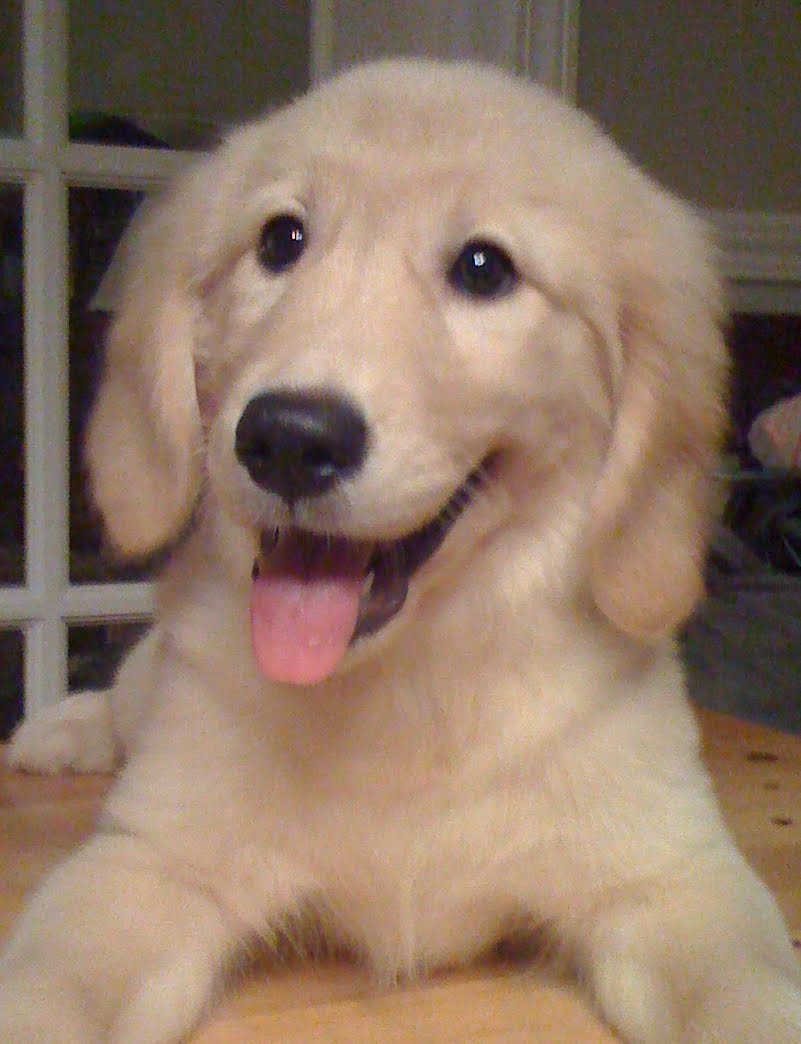A golden retriever puppy standing in green grass.