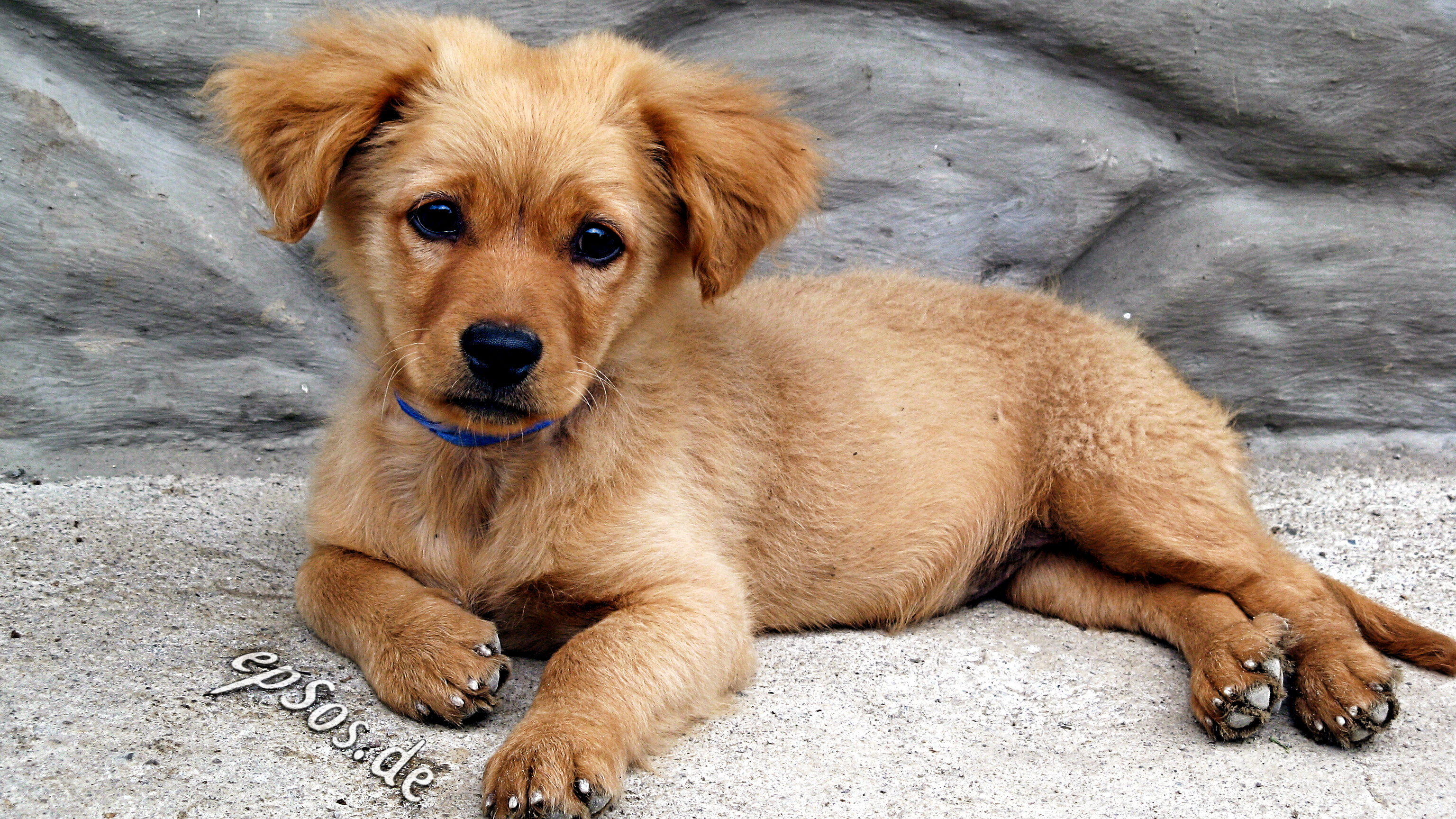 A golden retriever puppy lying on the grass.