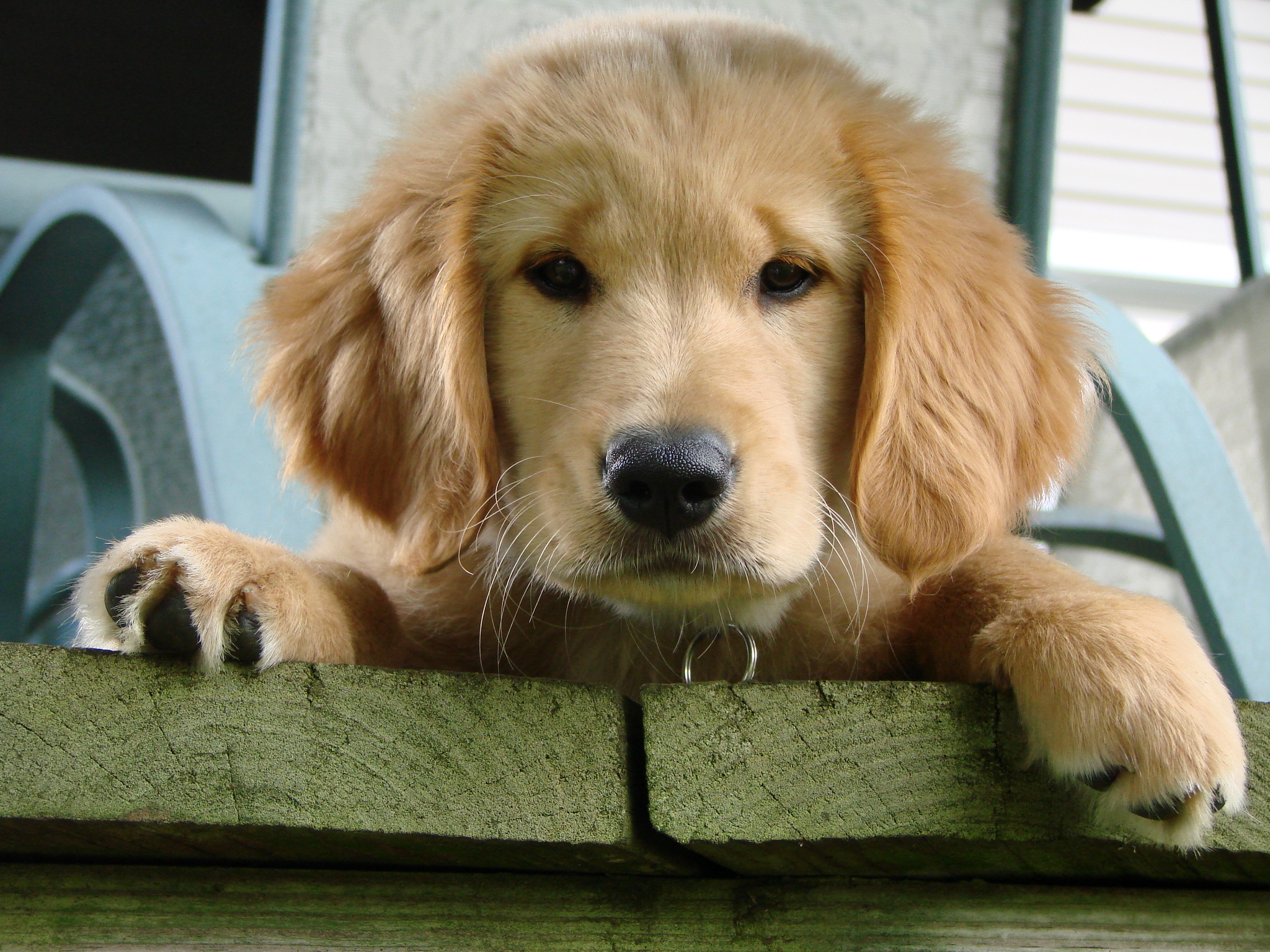 A golden retriever puppy resting in the grass.