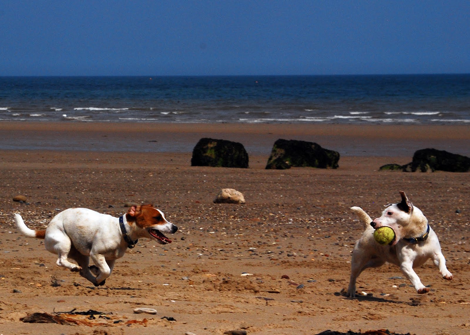 Two Jack Russell terriers playing together.