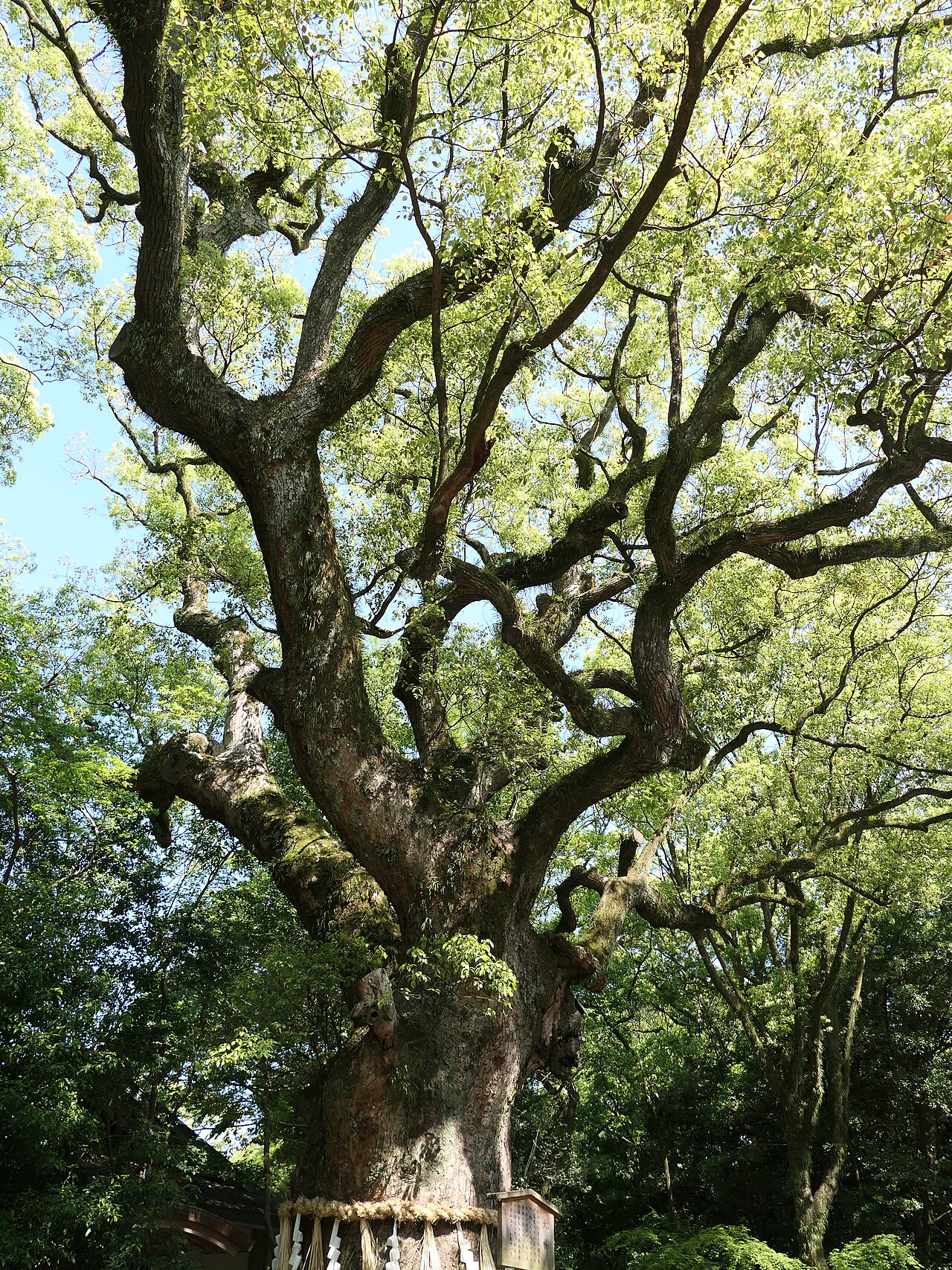 Atsuta-jingū (Atsuta-ku, Nagoya) VLux5 hdsr c02.jpg
