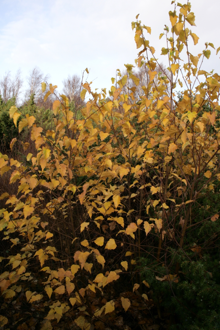 Mid-October is peak fall color across most of Canada. Go look at it.